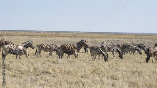 herd of zebras graze in the Kalahari desert, South Africa