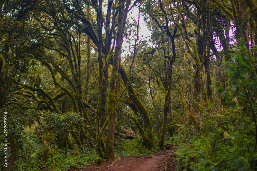 Forests are viewed from high have many fog Kilimanjaro Mountain Forests are viewed from high have many fog Kilimanjaro Mountain