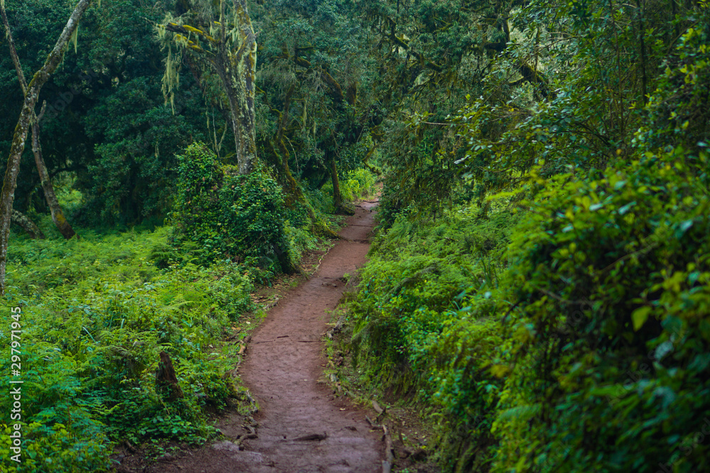 Forests are viewed from high have many fog Kilimanjaro Mountain Forests are viewed from high have many fog Kilimanjaro Mountain