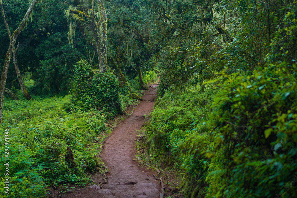 Forests are viewed from high have many fog Kilimanjaro Mountain