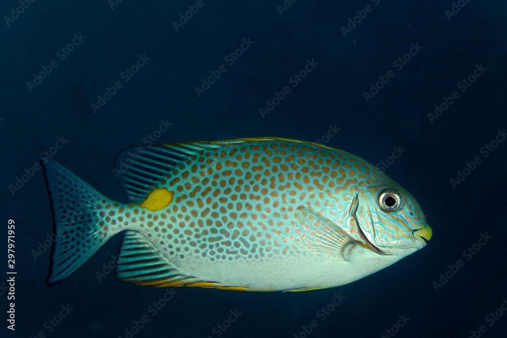 Fish from the coral reef in Sipadan, Borneo Fish from the coral reef in Sipadan, Borneo