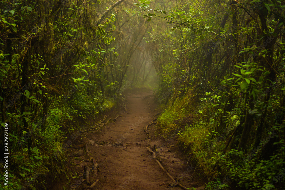 Obraz premium Forests are viewed from high have many fog Kilimanjaro Mountain