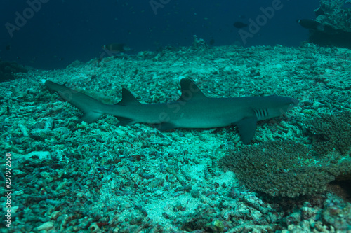 The whitetip reef shark (Triaenodon obesus) from Sipadan coral reef, Borneo, Malaysia