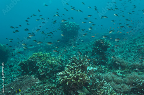 Sipadan coral reef with corals and fish, Borneo © Goran