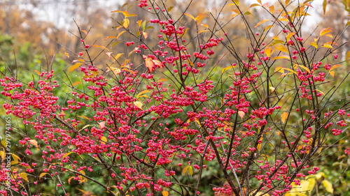 Bush elderberry with beautiful pink berries in the rain in autumn park photo