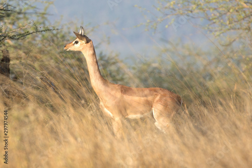 The gerenuk, also known as the giraffe gazelle. Here in Kenya.
