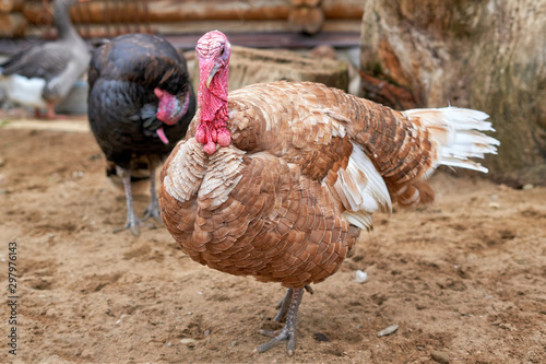 Close-up of a turkey with a red head and a strong beak.