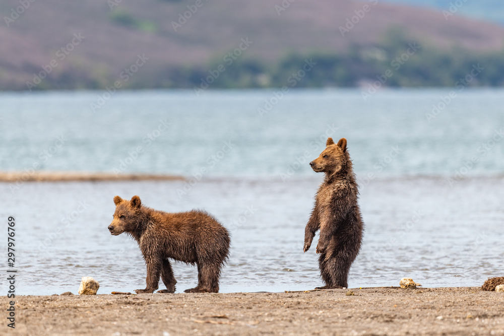 Ruling the landscape, brown bears of Kamchatka (Ursus arctos beringianus) Ruling the landscape, brown bears of Kamchatka (Ursus arctos beringianus)