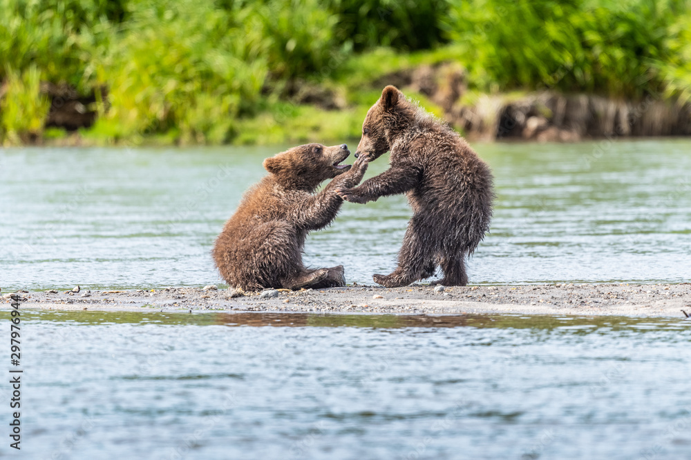 Obraz premium Ruling the landscape, brown bears of Kamchatka (Ursus arctos beringianus)