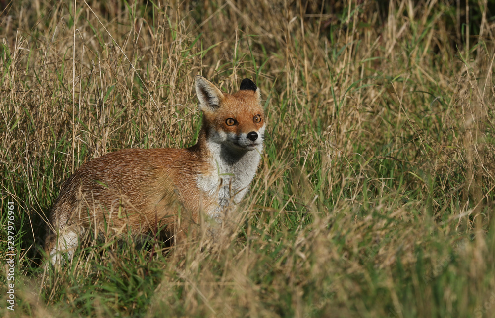 A beautiful wild Red Fox, Vulpes vulpes, hunting for food in the long grass.