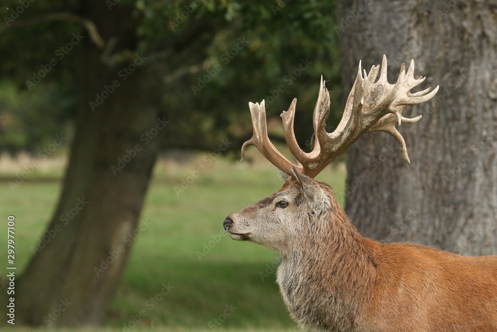 The head shot of a magnificent Red Deer Stag, Cervus elaphus, standing in a field at the edge of woodland during rutting season.