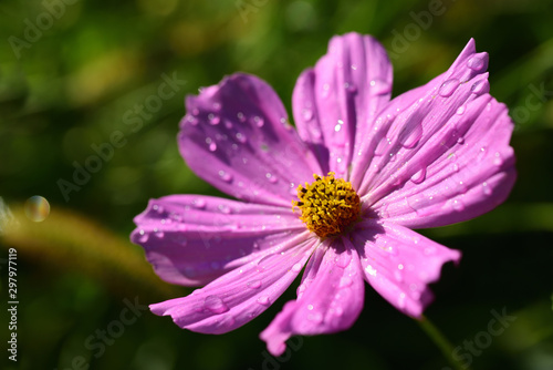 Closeup of a wild pink meadow flower in autumn with dew drops on the meadow with green background