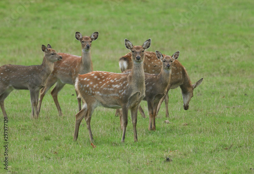A group of hinds and fawns,   ManchurianSika Deer or Dybowski's Sika Deer, Cervus nippon mantchuricus, or Cervus nippon dybowskii, standing watching in a meadow at the edge of woodland in autumn. photo