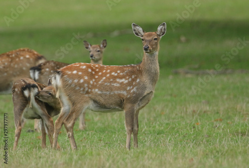 A group of hinds and fawns, ManchurianSika Deer or Dybowski's Sika Deer, Cervus nippon mantchuricus, or Cervus nippon dybowskii, standing watching in a meadow at the edge of woodland in autumn.