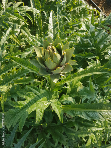 fleurs d'artichaud photo