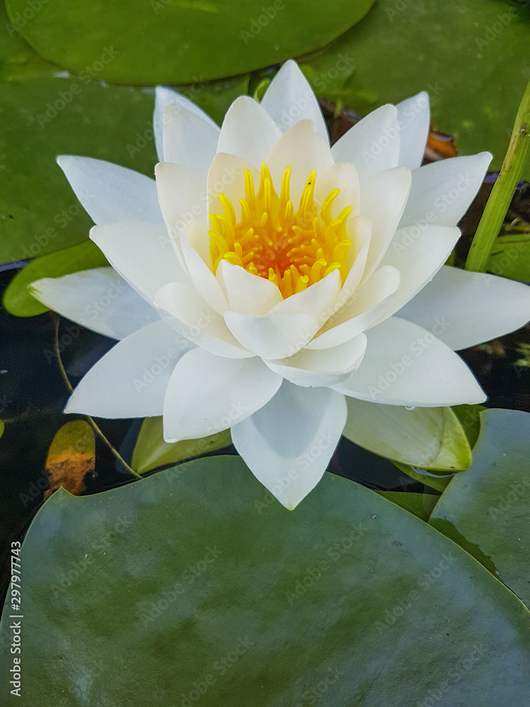 Фотография Fleurs de nénuphars