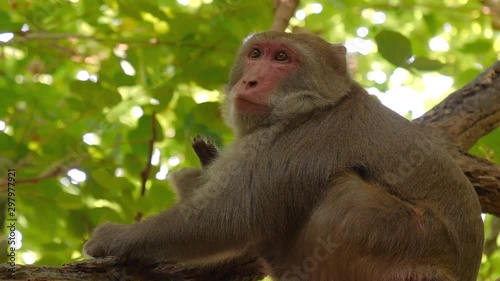 Formosan rock macaque (Macaca cyclopis) close up shot. Filmed in 4K photo