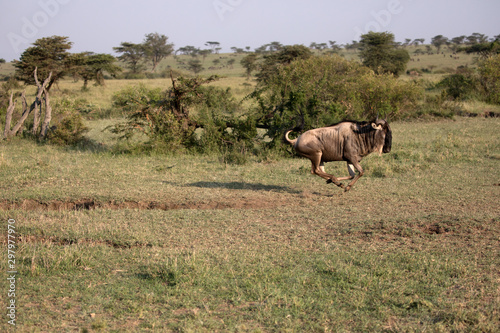 Fototapeta Naklejka Na Ścianę i Meble -  The wildebeest, also called the gnu, is an antelope.