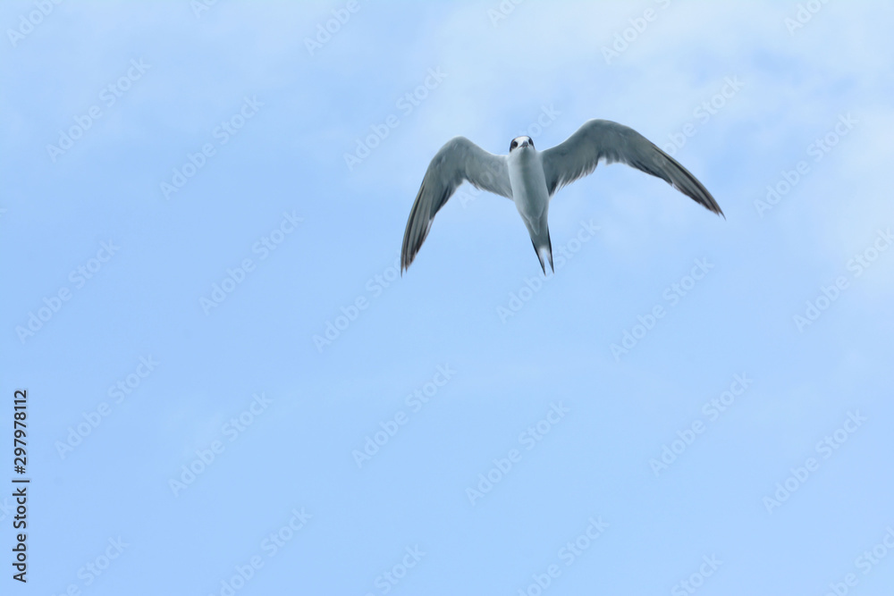 seagull fly in the blue sky