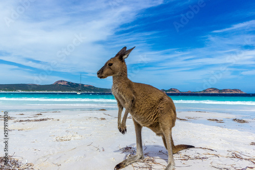 Beautiful Kangaroo near a backpack at Lucky Bay Beach in the Cape Le Grand National Park near Esperance, Australia