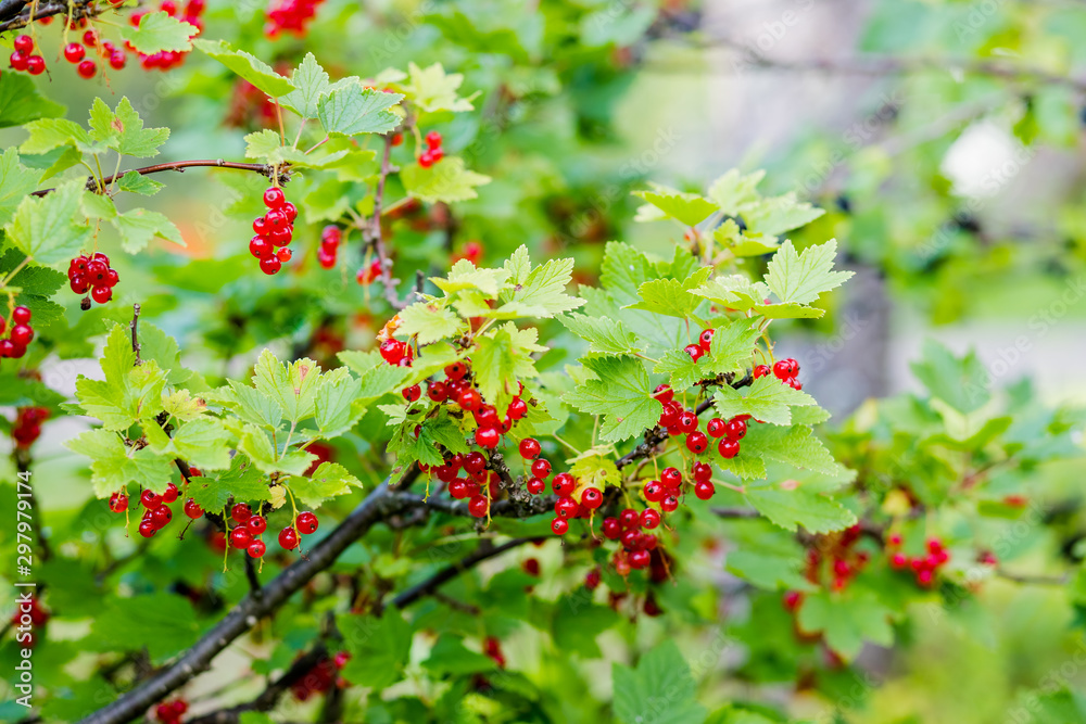 Obraz premium Ripe red currants hanging from bush ready for harvest.Ripe and Fresh Organic Redcurrant Berries Growing in the Garden, nature background. Farm.