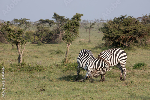 Zebras  Equus quagga   - Kenya 