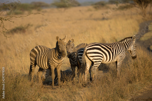 Zebras (Equus quagga) - Kenya 