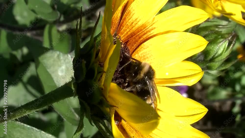 Sonnenblume und Hummelbesuch (Großaufnahme) Sonnenblume und Hummelbesuch (Großaufnahme)