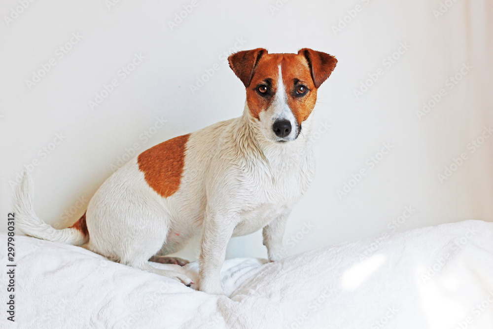Jack Russell Terrier sits on a Dimvan after a swim, near the white wall Jack Russell Terrier sits on a Dimvan after a swim, near the white wall