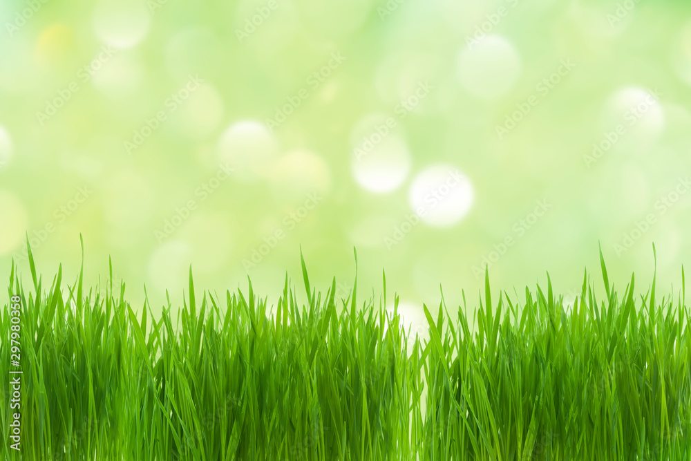 Young green wheat plant  with blurred green bokeh background