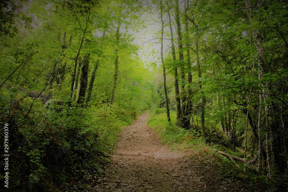 Fototapeta premium Sendero de montaña en el Montseny