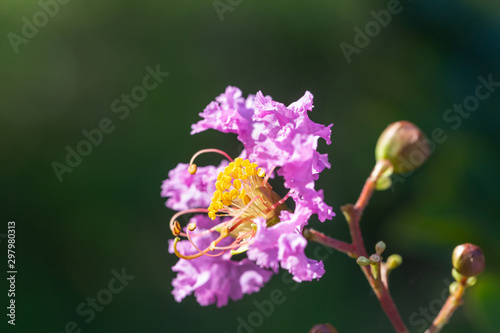 Outdoor blooming purple crape myrtle macro close-up，Lagerstroemia indica