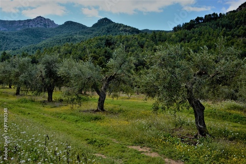 Olivos del Priorat