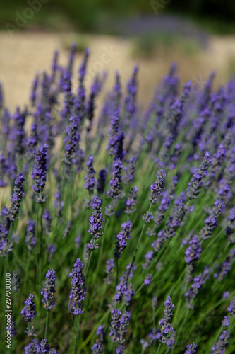 Lavender Flowers In Provence South Of France © Sunnydays