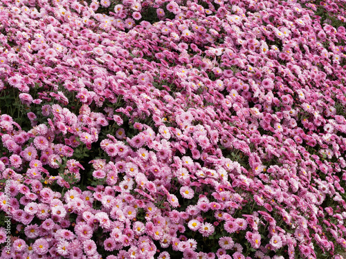 Fototapeta Naklejka Na Ścianę i Meble -  Garten-Chrysantheme (Chrysanthemum x grandiflorum Anastasia)