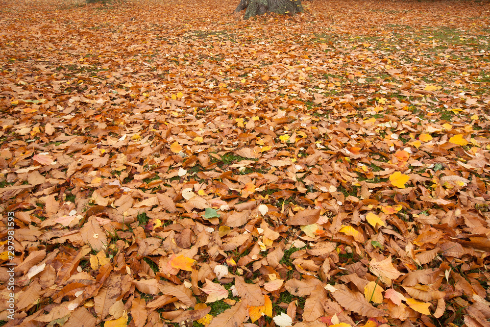Lovely dry autumn leaves spread over a park