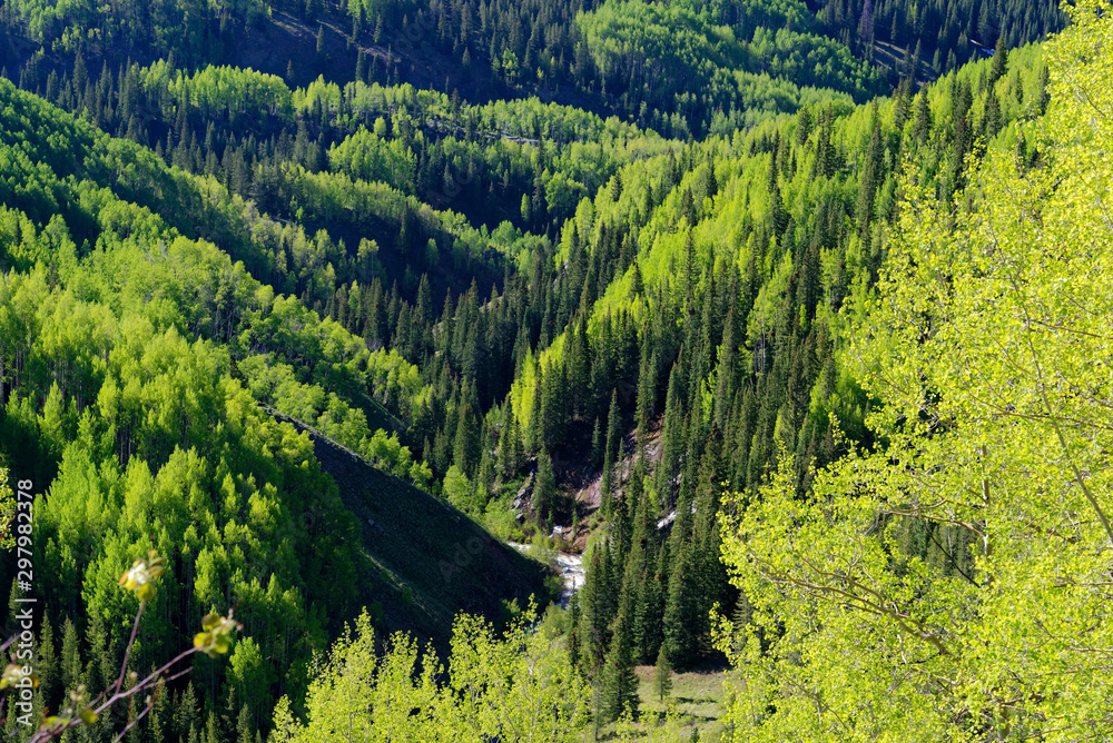 Dense fir forests in the San Juan Mountains