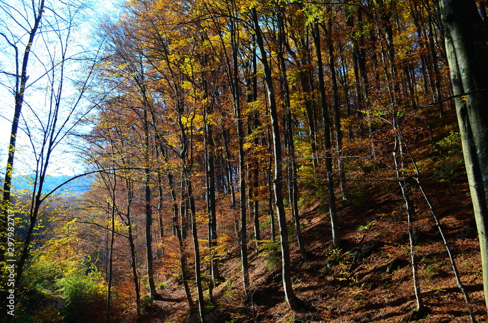 Fototapeta premium Beautiful autumn forest in yellow and gold tones