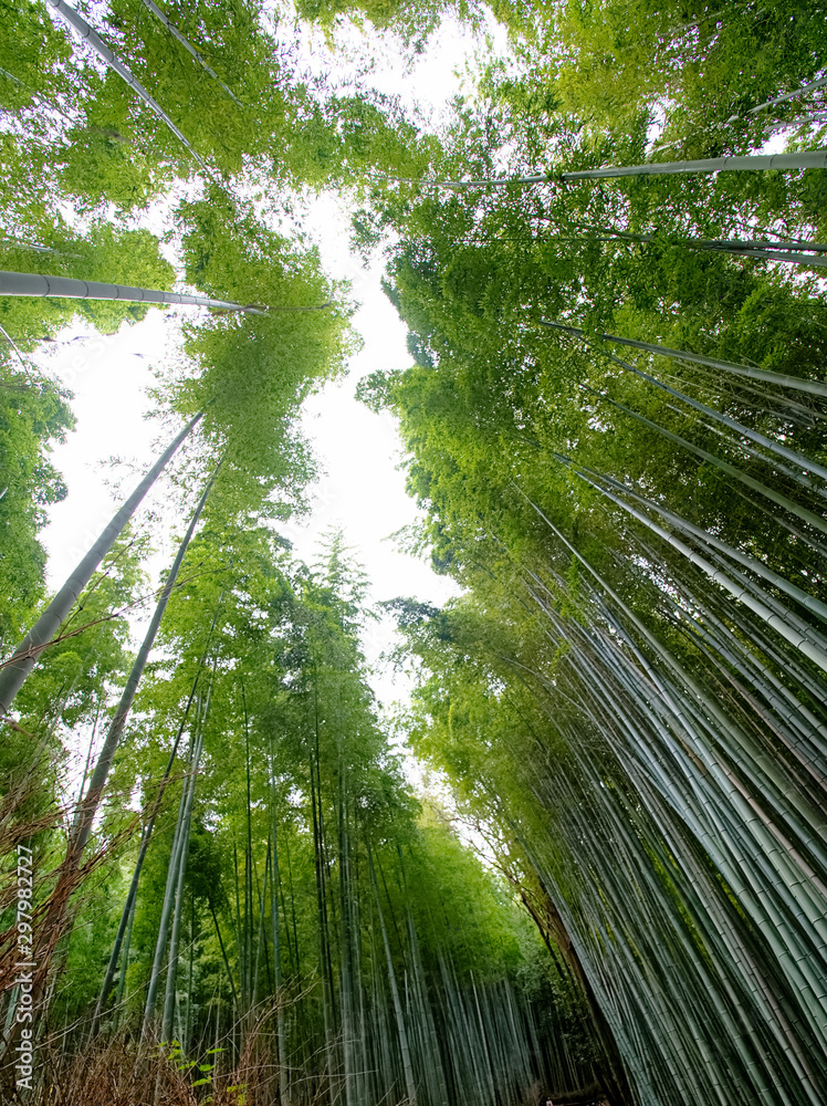 Japan Kyoto old town bamboo forest Japan Kyoto old town bamboo forest