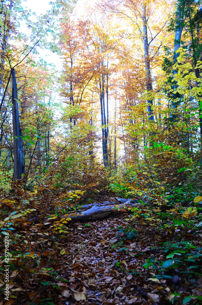 Beautiful autumn forest in yellow and gold tones Beautiful autumn forest in yellow and gold tones