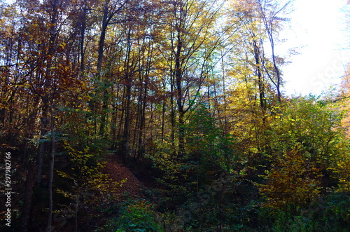 Beautiful autumn forest in yellow and gold tones © maria