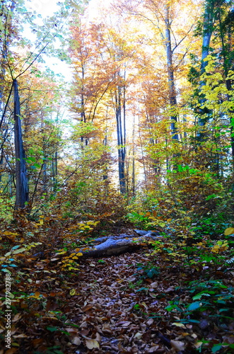 Beautiful autumn forest in yellow and gold tones