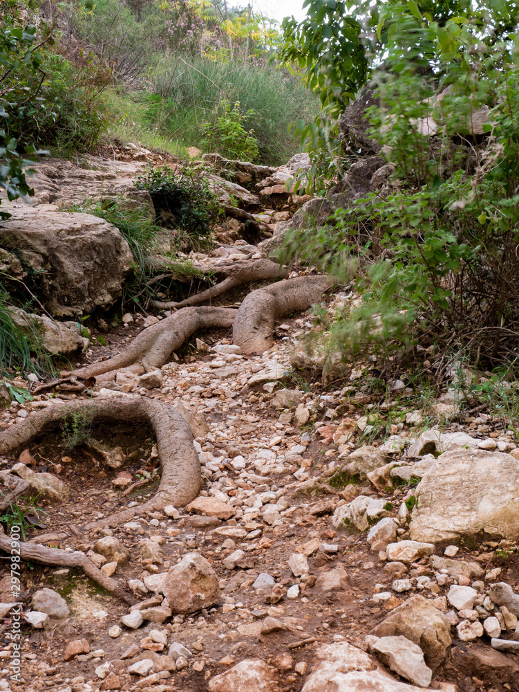 tree roots above the ground on a hiking trail tree roots above the ground on a hiking trail
