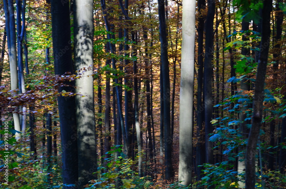 Fototapeta premium Beautiful autumn forest in yellow and gold tones