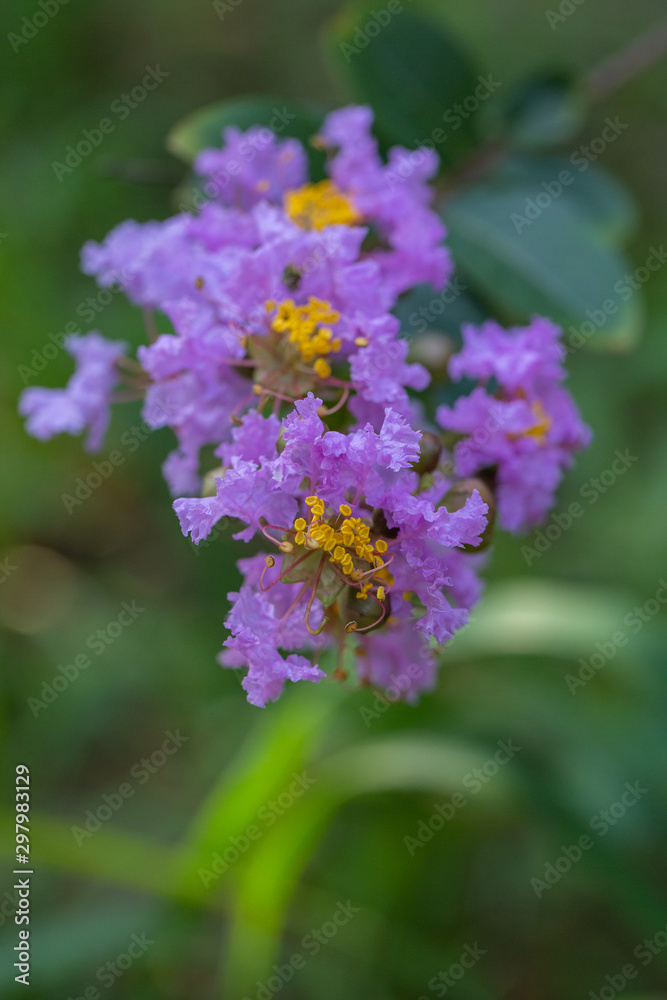 Outdoor blooming purple crape myrtle macro close-up,Lagerstroemia indica Outdoor blooming purple crape myrtle macro close-up,Lagerstroemia indica