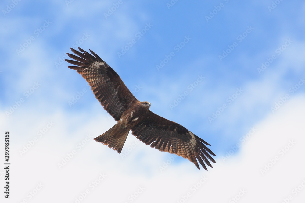 Black Kite Black Kite