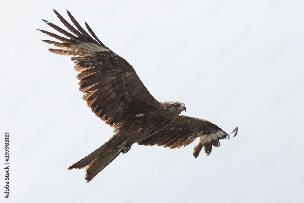 Obraz premium Black Kite