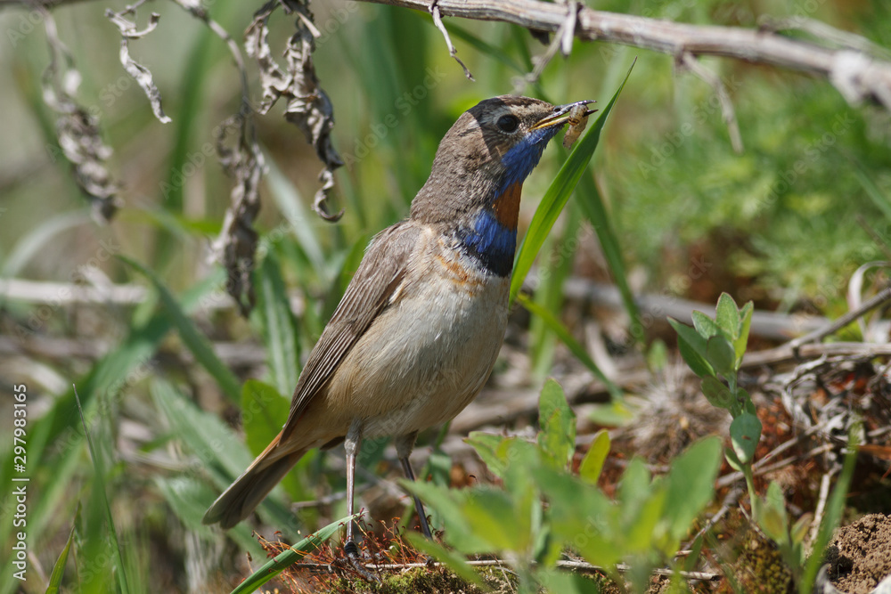 Fototapeta premium Bluethroat