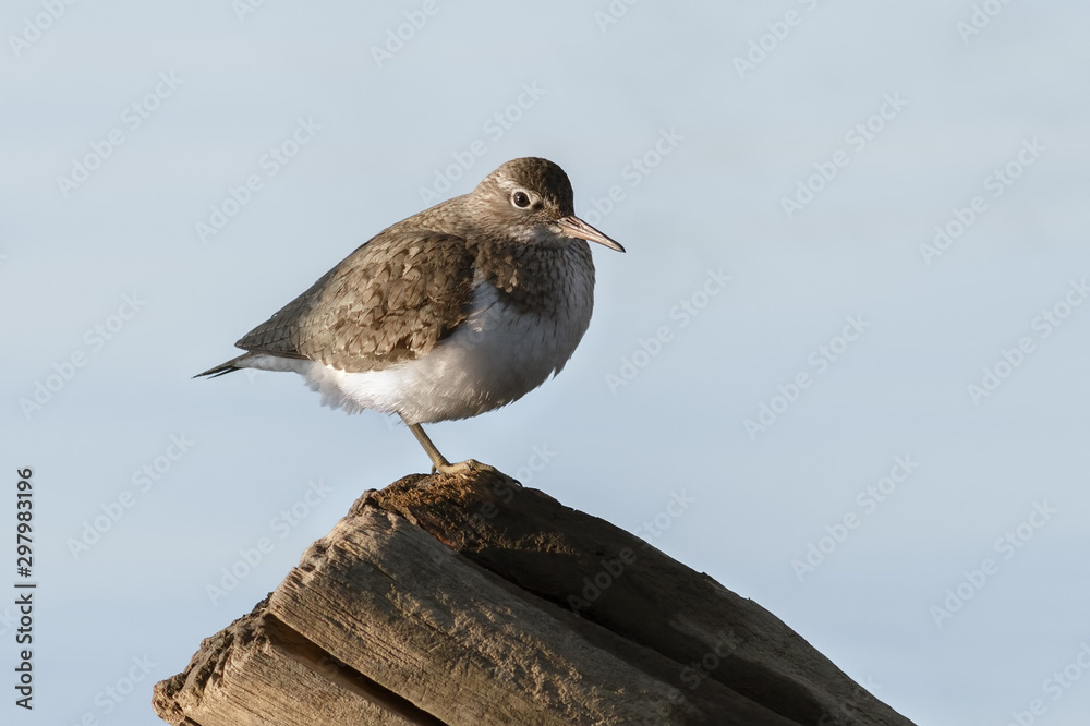 Common sandpiper, Tringa hypoleucos Common sandpiper, Tringa hypoleucos