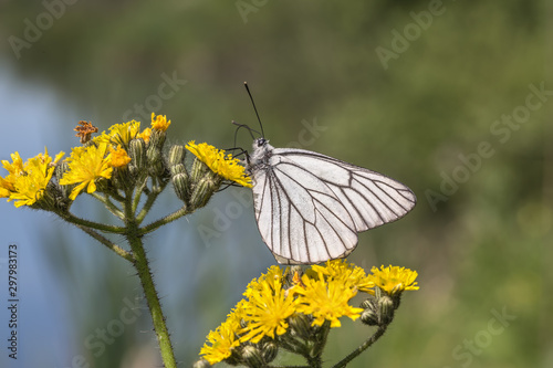 Black-veined White butterfly © Vladimir Konjushenko